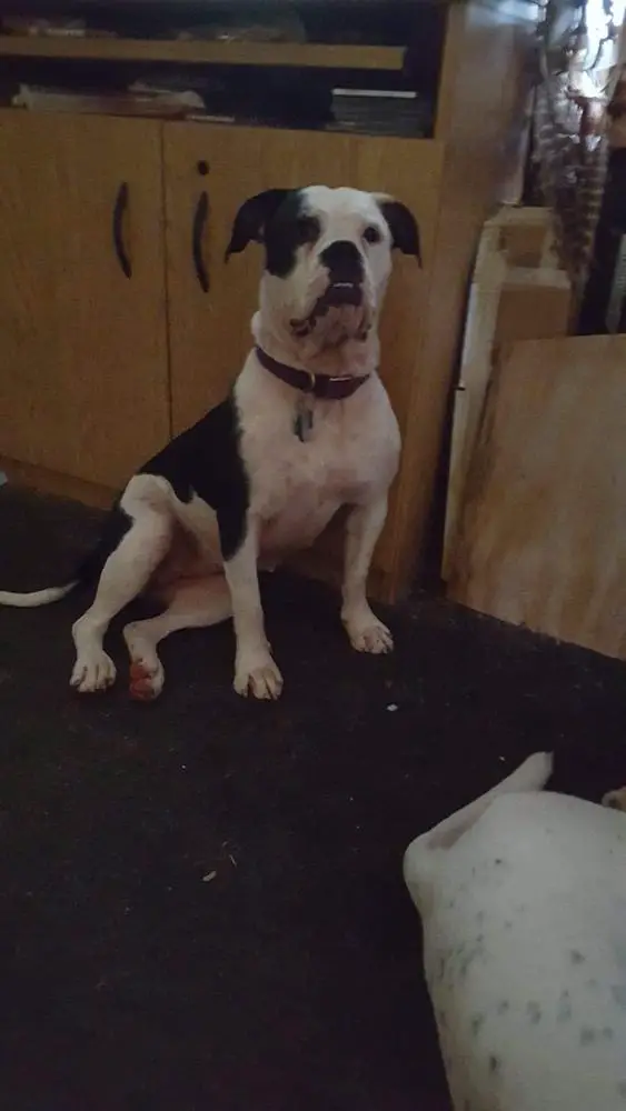 Mccray's Nala