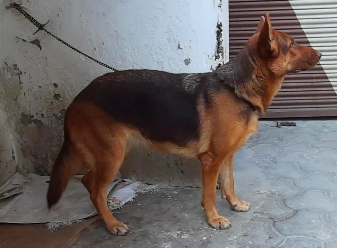 Haseena