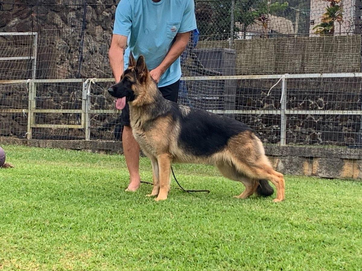 Lindenhill-Gracelyne's Pucker Up of Sevenhills