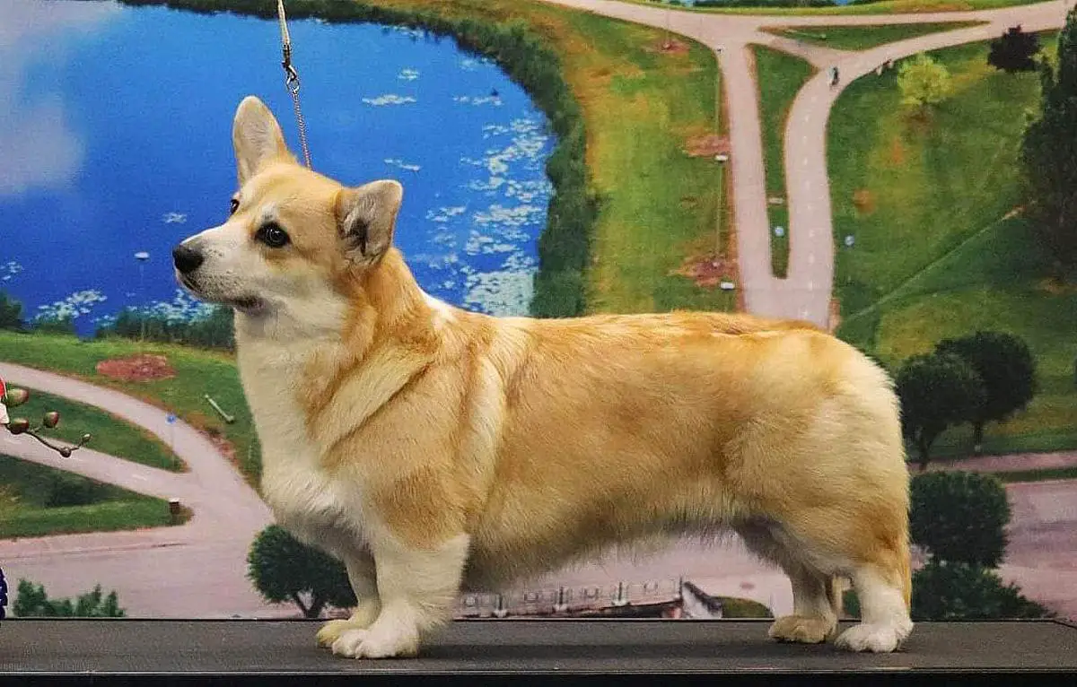 Jerminal Misty Loveli Ness