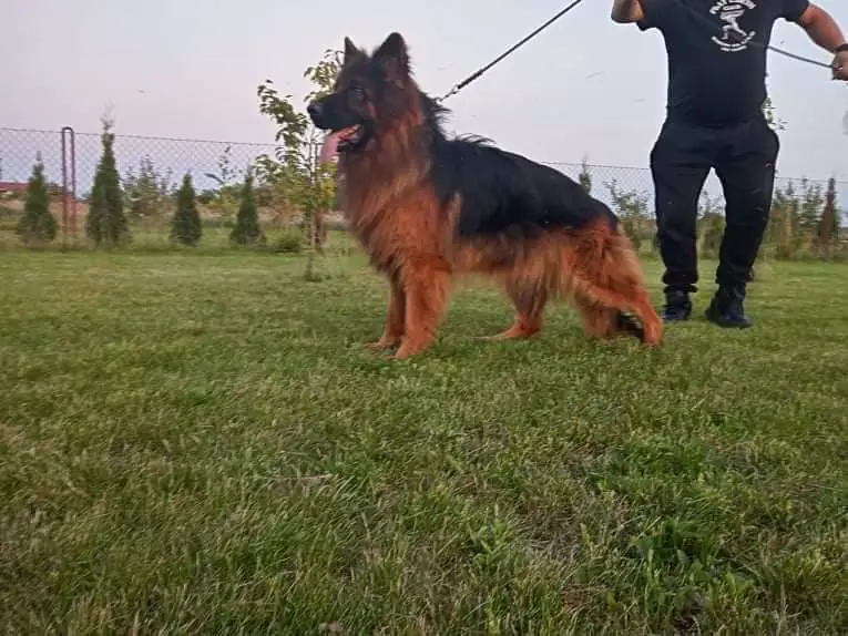 Best Puppy in Breed, Excellent 2 Prince Asarko Lordana