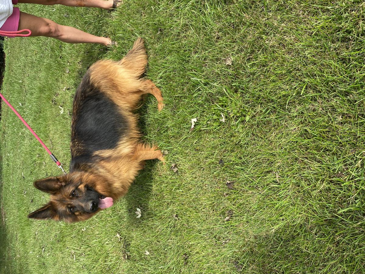 Mandula vom Vajdahof