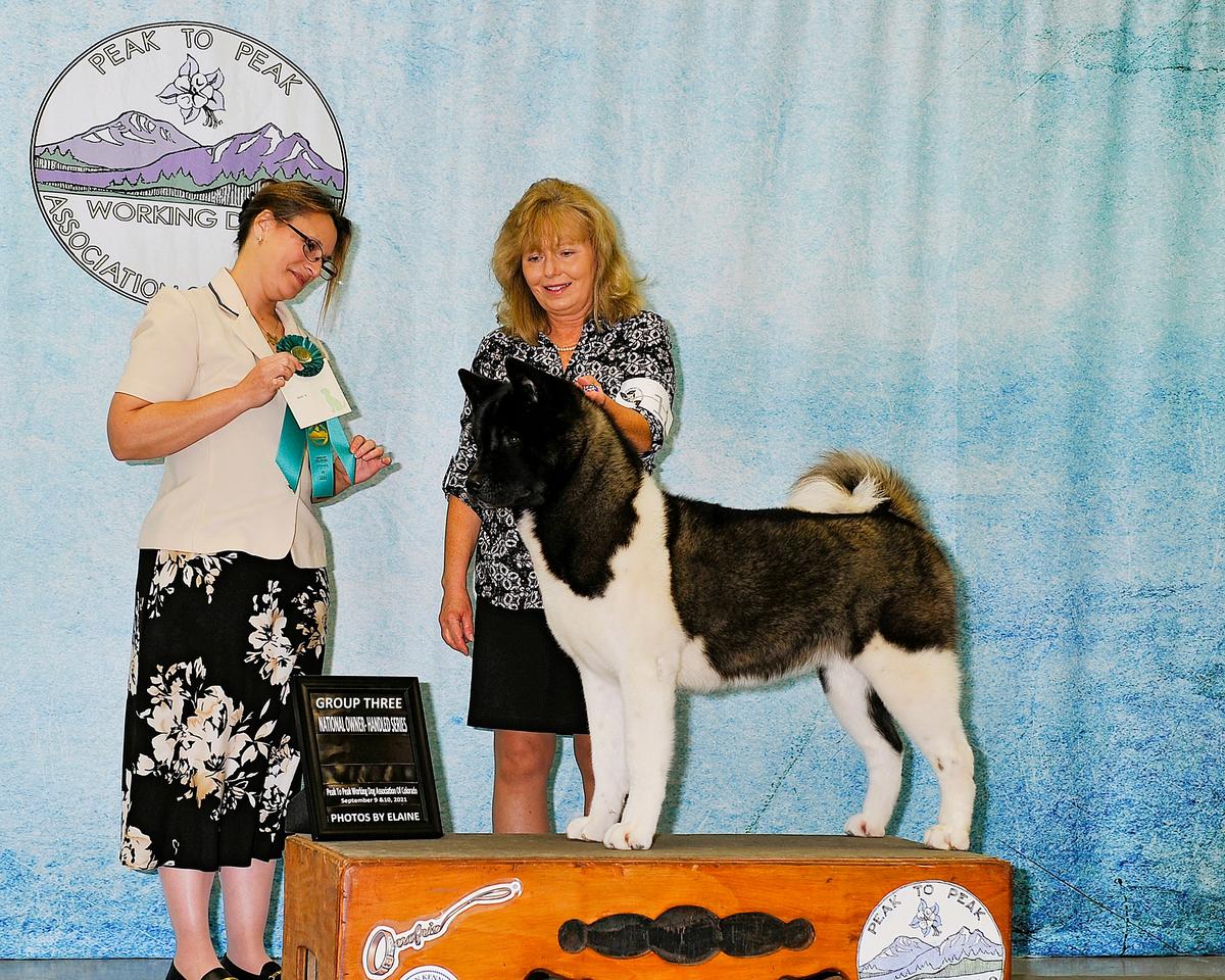 AKC CH Hickory Ridge's A Perfect Circle At Dune