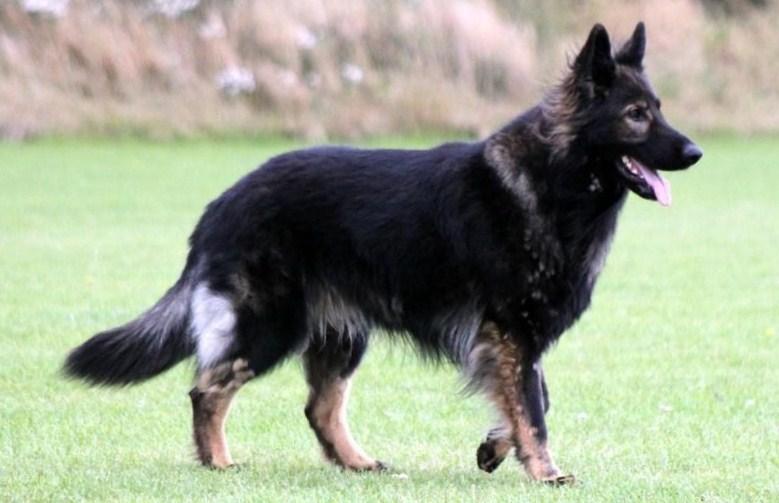 Gentlebear's Saintly Tiger