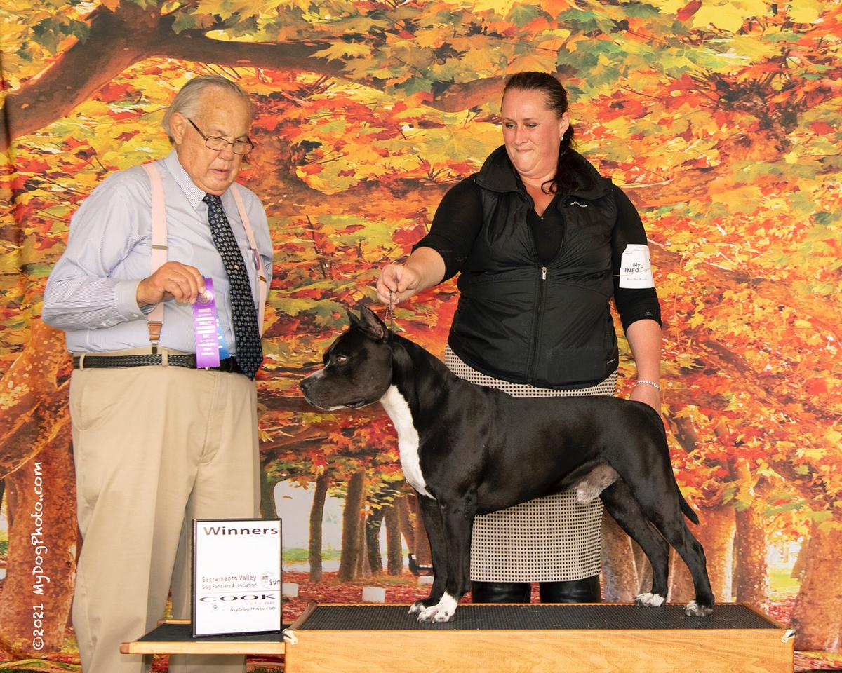 AKC Pointed Ironstone’s Black Knight