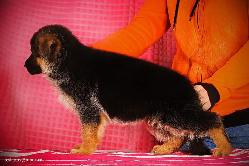 Bellona iz Fortuna Merdi