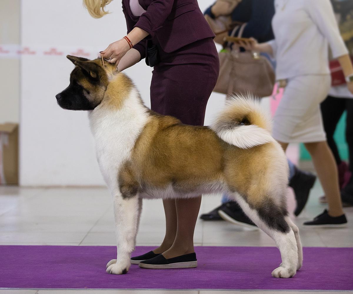 RUS/RKF JCH Ayrek-Dart Drive My Crazy