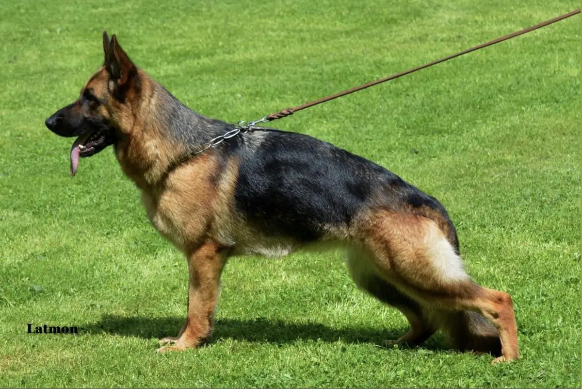 V51 BSZS 2021 Olimpia Latmon