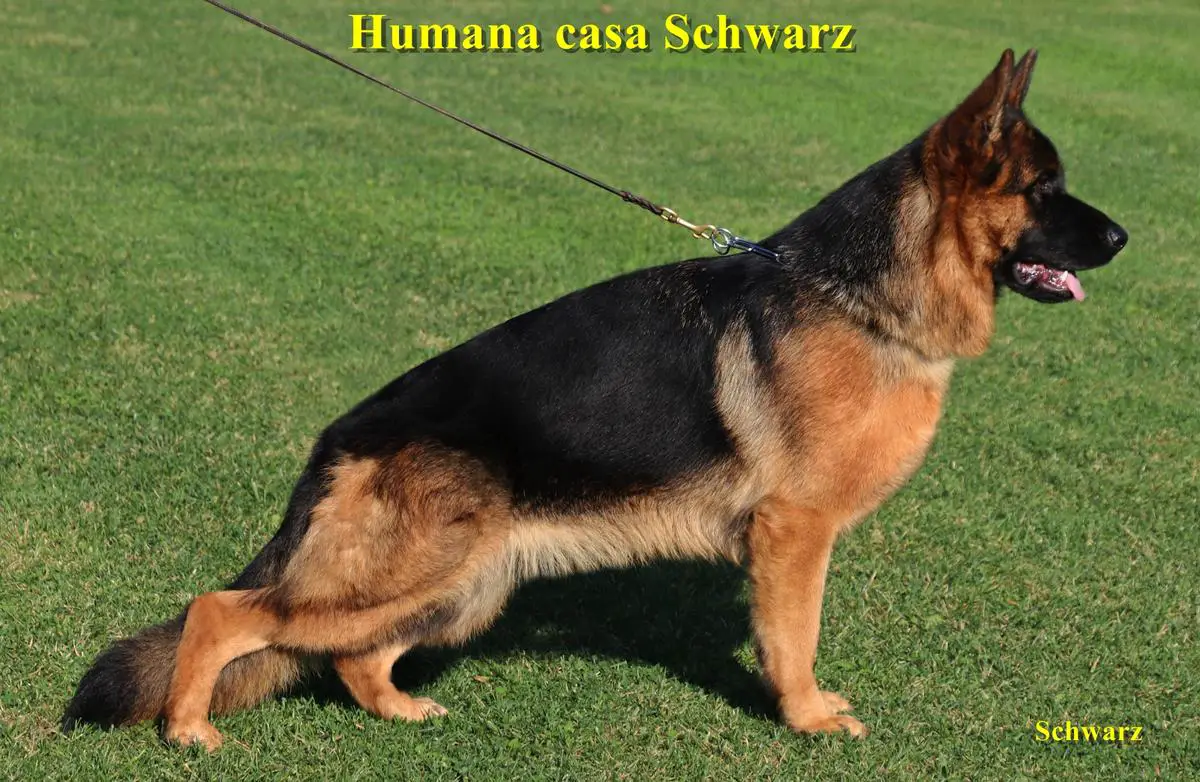 Humana di Casa Schwarz