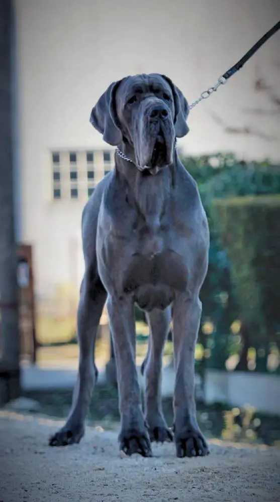 Nikola Sanctus Rochus