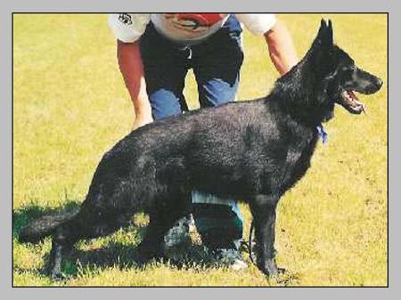 Flicka von den Rabauken