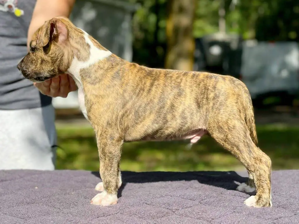 Lbk's Rebel and Proud Crash My Patry