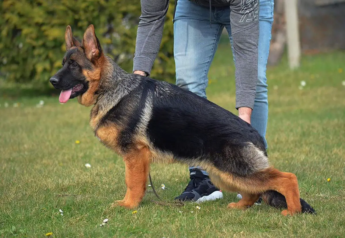 NICCO STARODURDEVACKI