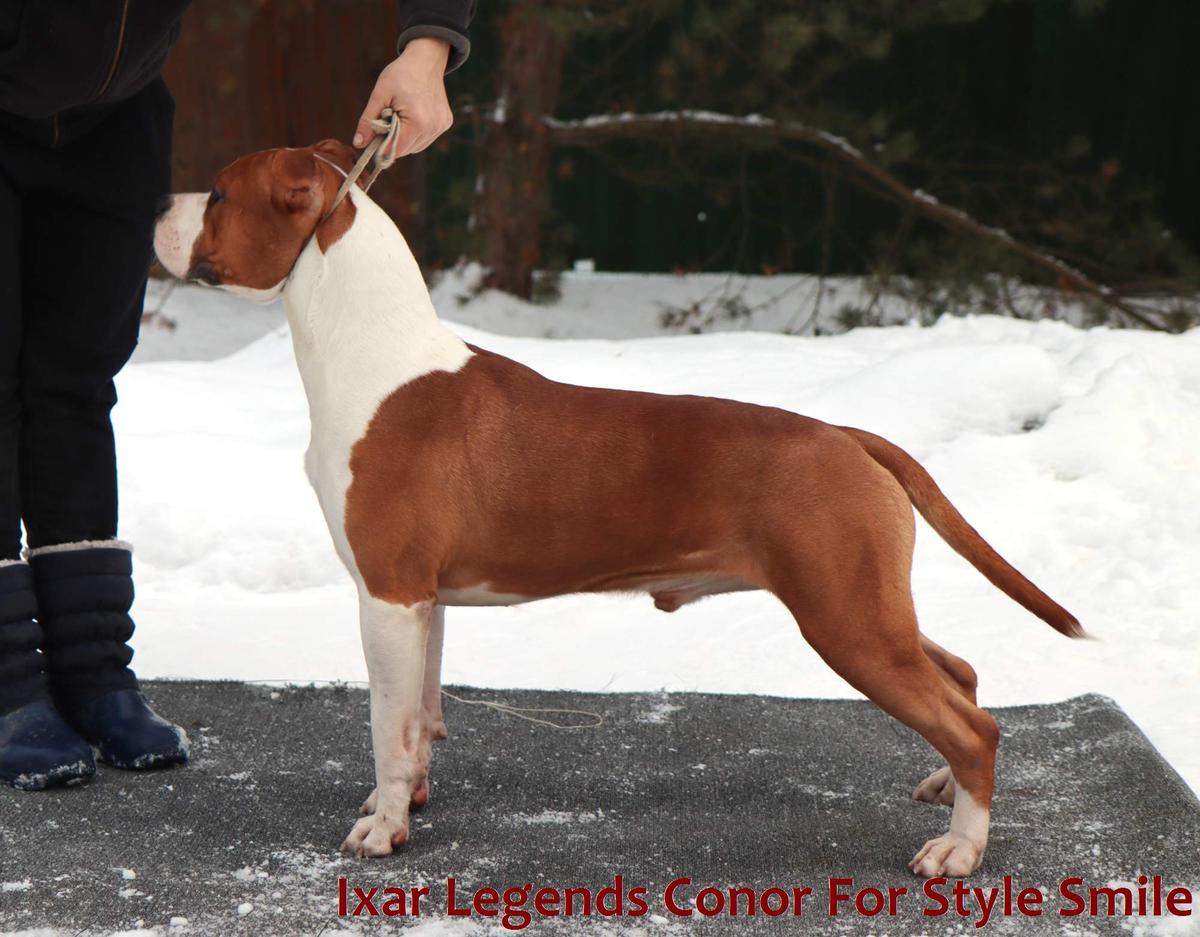 JCh.Rus,RKF Ch.Rus,RKF Ixar Legends Conor For Style Smile