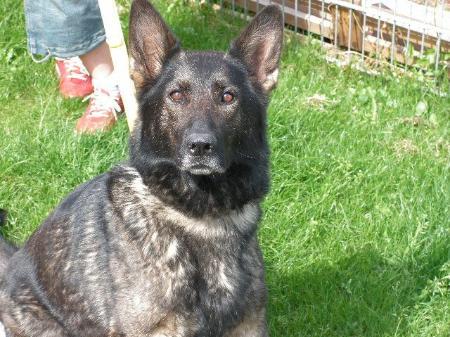 SG Blümchen vom Wolfsblick