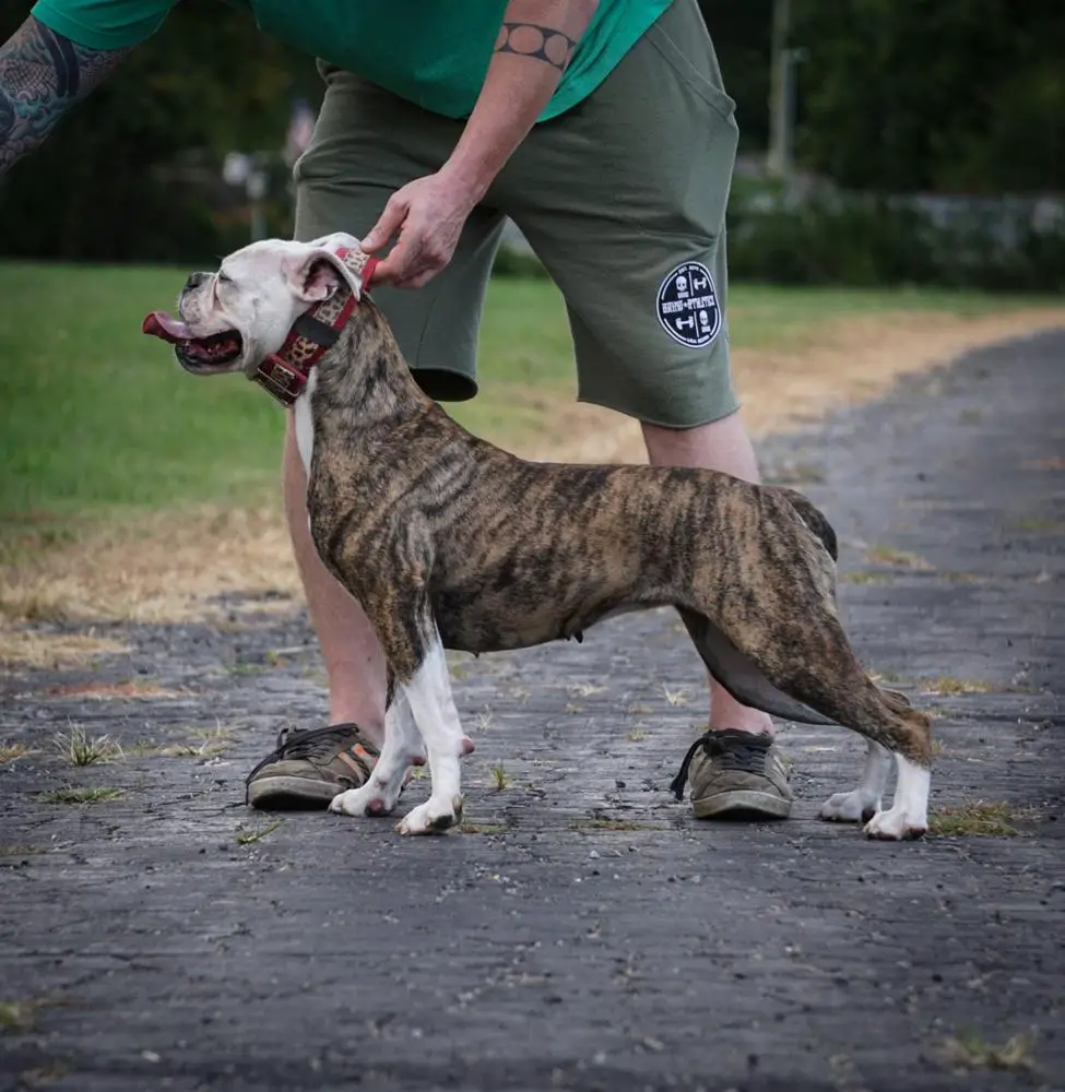 Centerbull's American Beauty AKA Reign