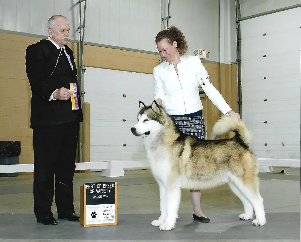 AKC CH Kasaan's Winds Of Fortune