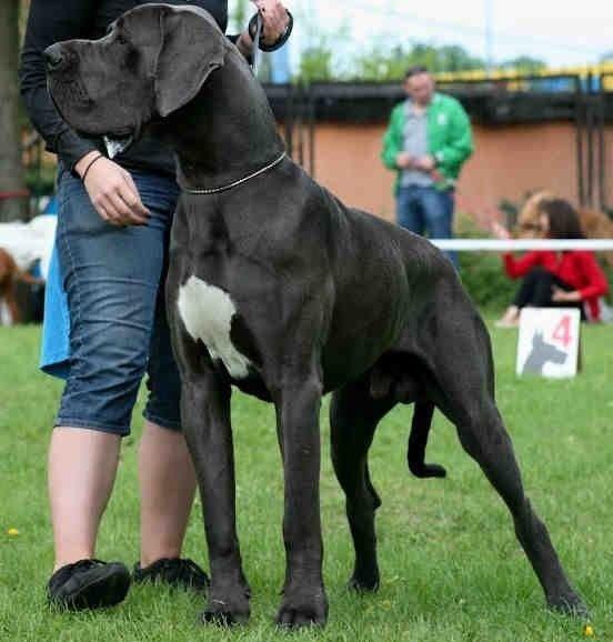CH Poland, JrCH Club Austria 2013, JrCH Poland Maybach Frankidogi