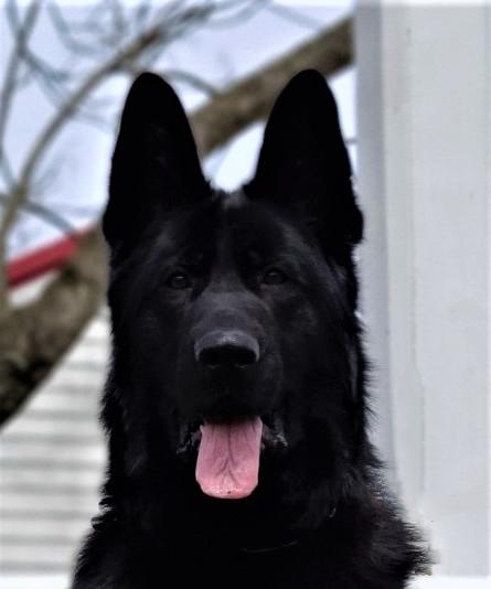 Kuro Von Der Misty Ridge