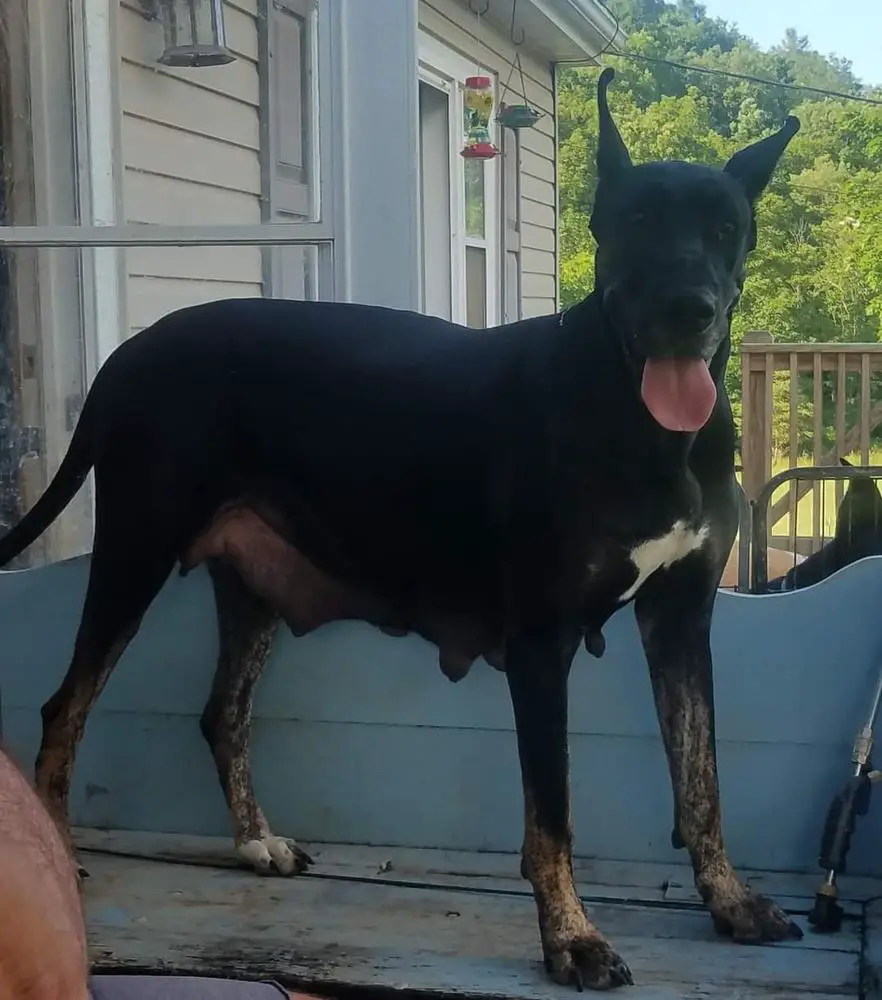 Black Panther With Tiger Striped Points Bagheera