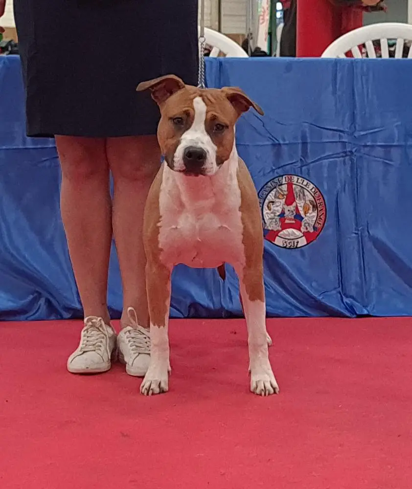 Son of Kentucky du temple de gaia