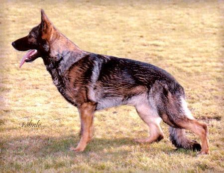 SG Afra vom Filsdreieck