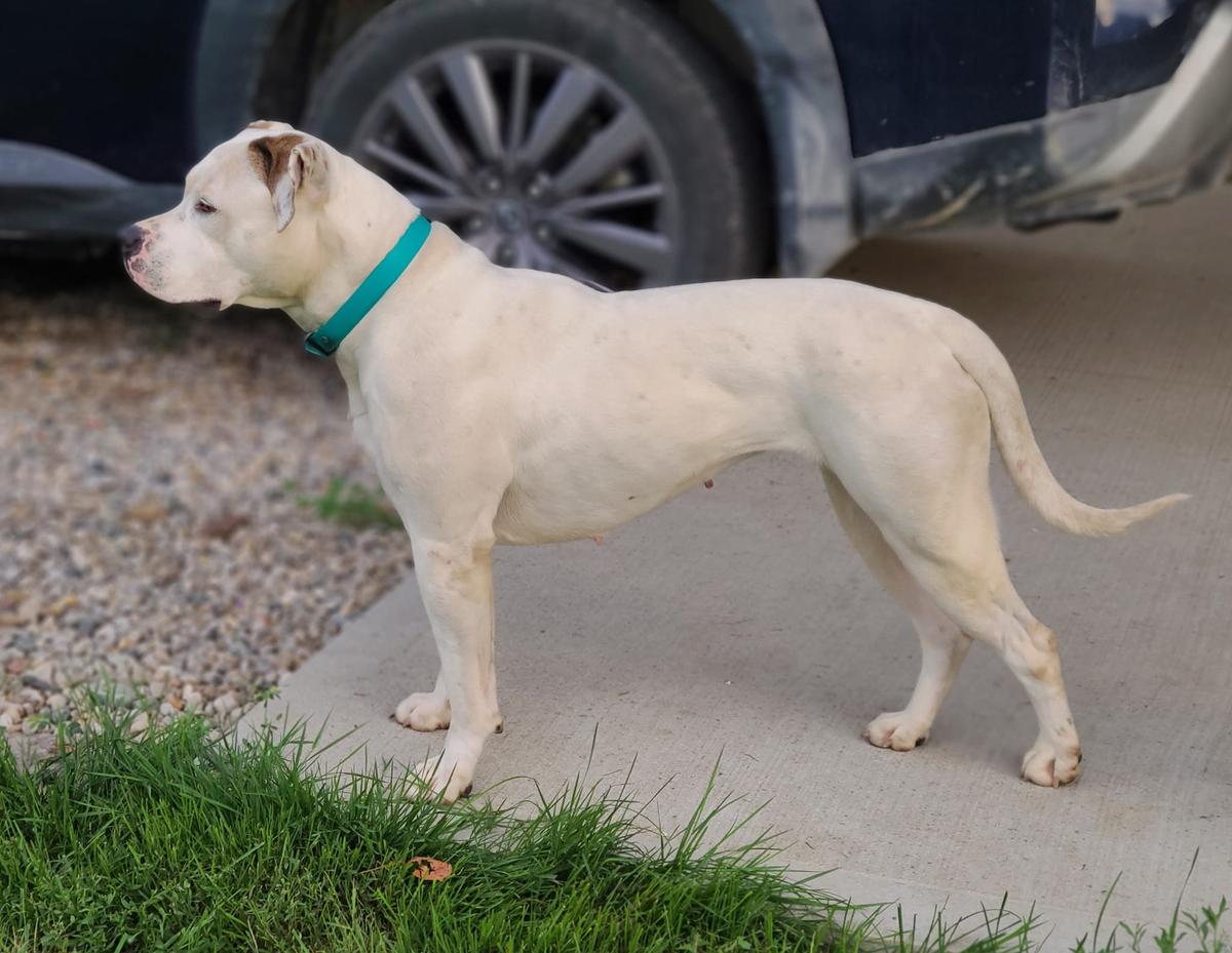 NKC Gr CH/Jr CH, UKC CH Roper Red Maple