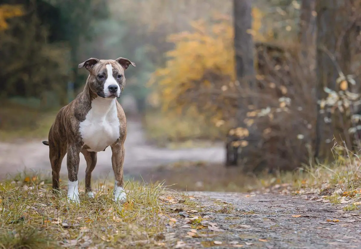 HONEYBEE Guardian of forest