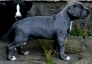 Reborn Hills Blue Surprise