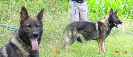 Briska vom Johannishölzchen