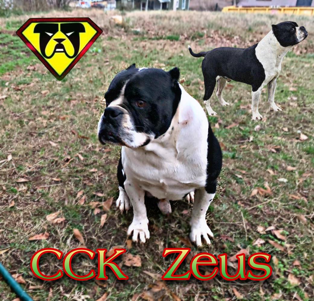 OGB’s Zeus of CCK