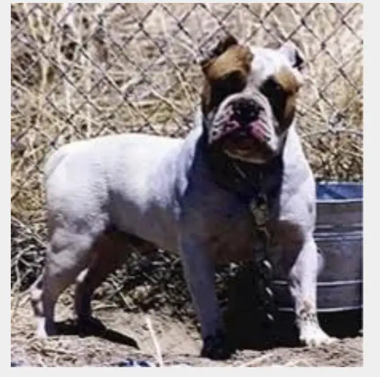 CRK’s Junkyard Bully Dread