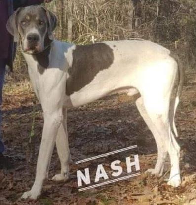 FSGD Windy Knoll's Southern Cross