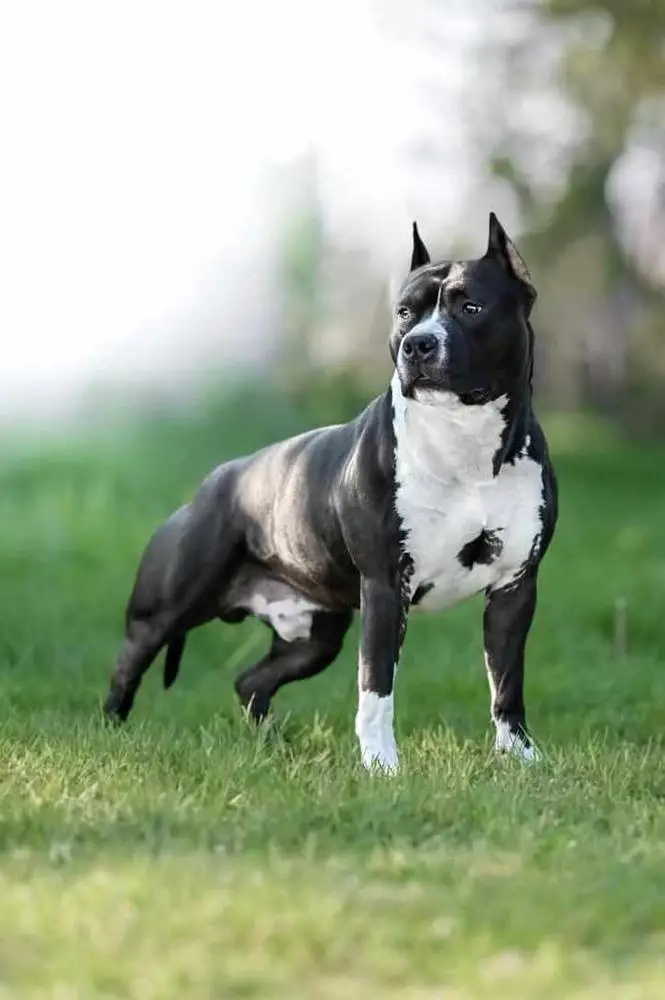 Junior Champion of Poland, Junior Speciality Winner, PL CH ME DANCER IN THE DARK Semper Invicta