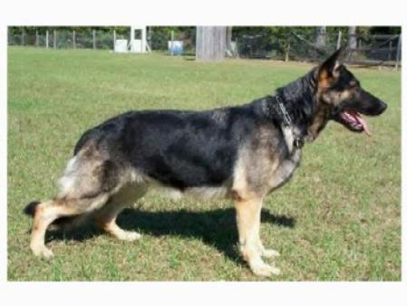 Julchen vom Rittmeister