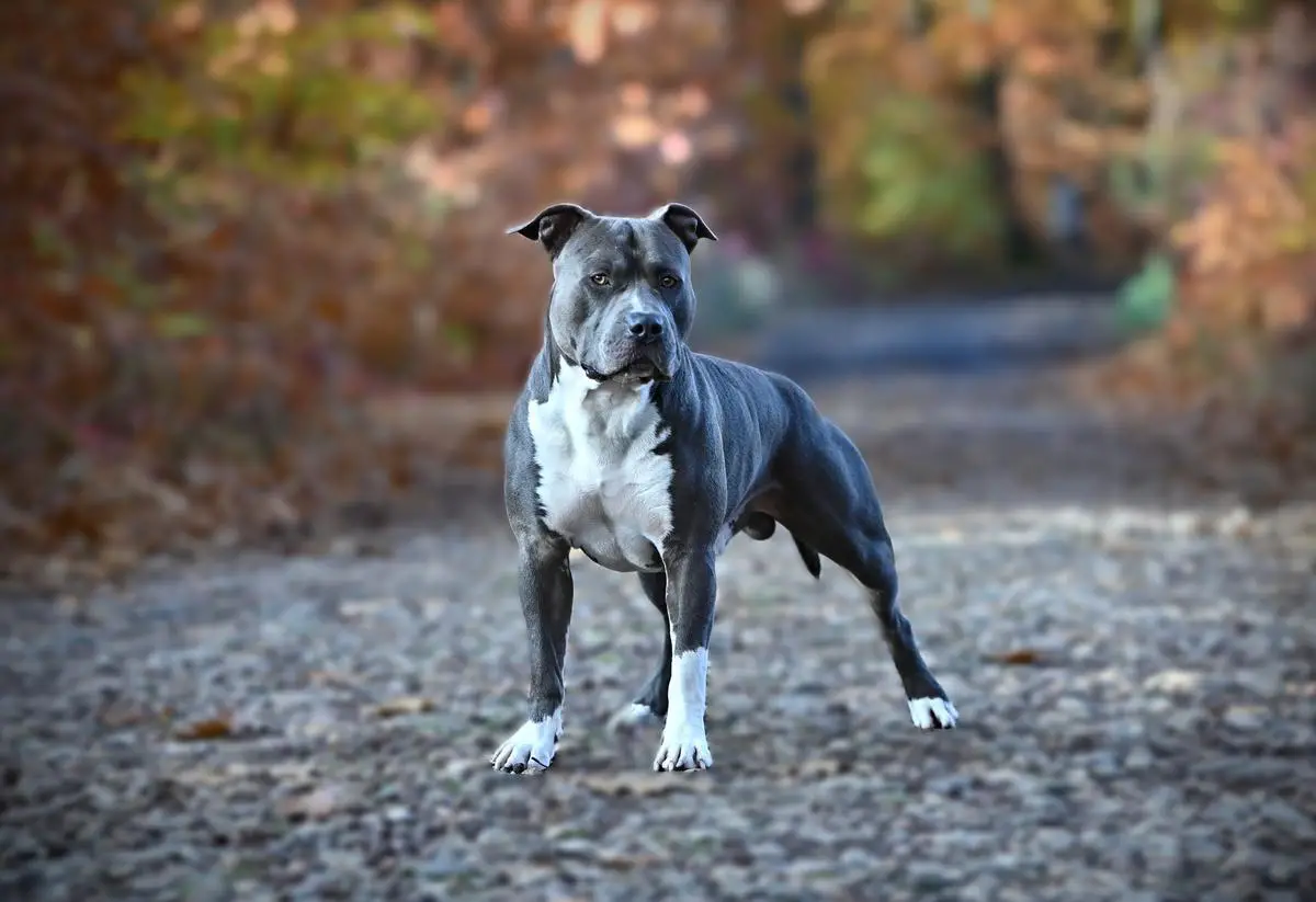 CIB,CIB-J,MultiCH,MultiJCH,JCH+CH KLUB AST,JCH KCHMPP,BOB Charlie Blue z Bílinského pramene