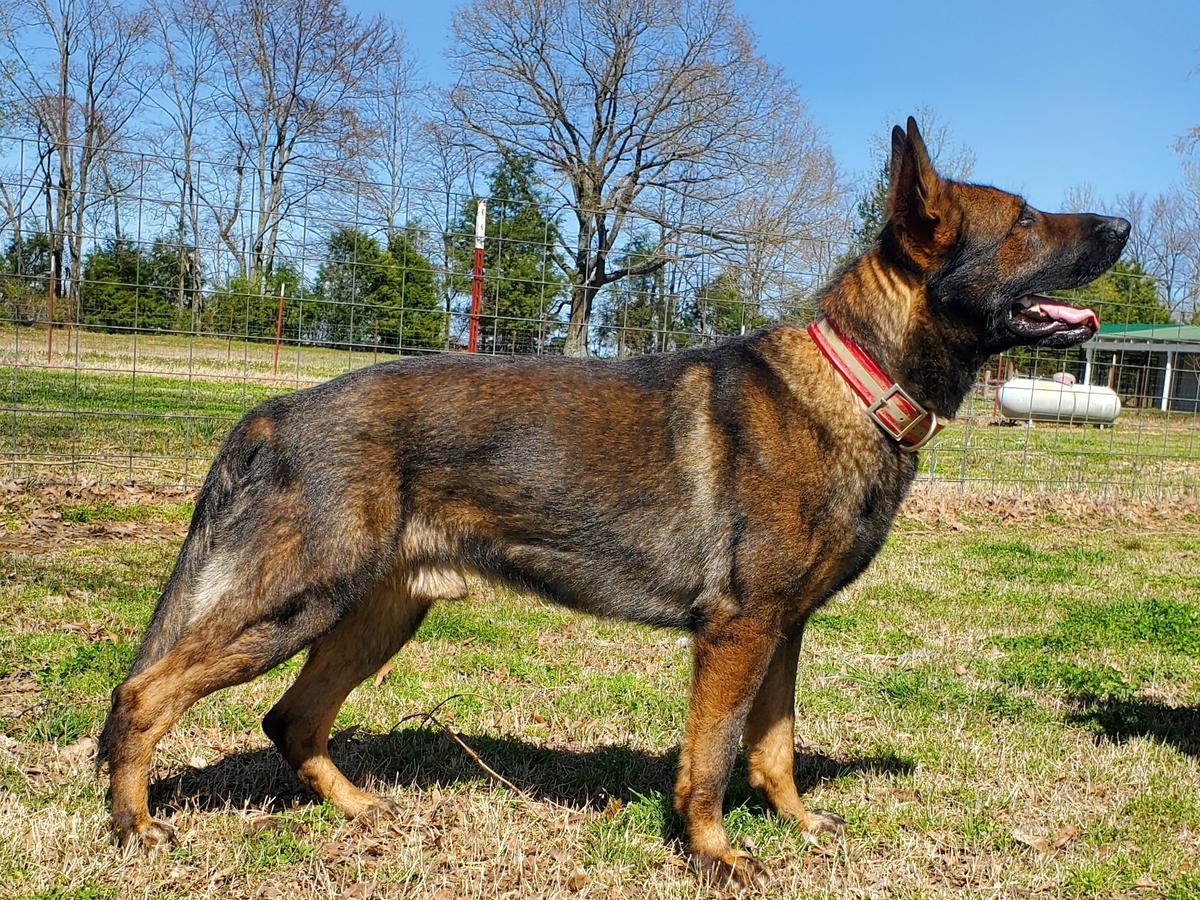 Aksel Vom Alabama Police K9