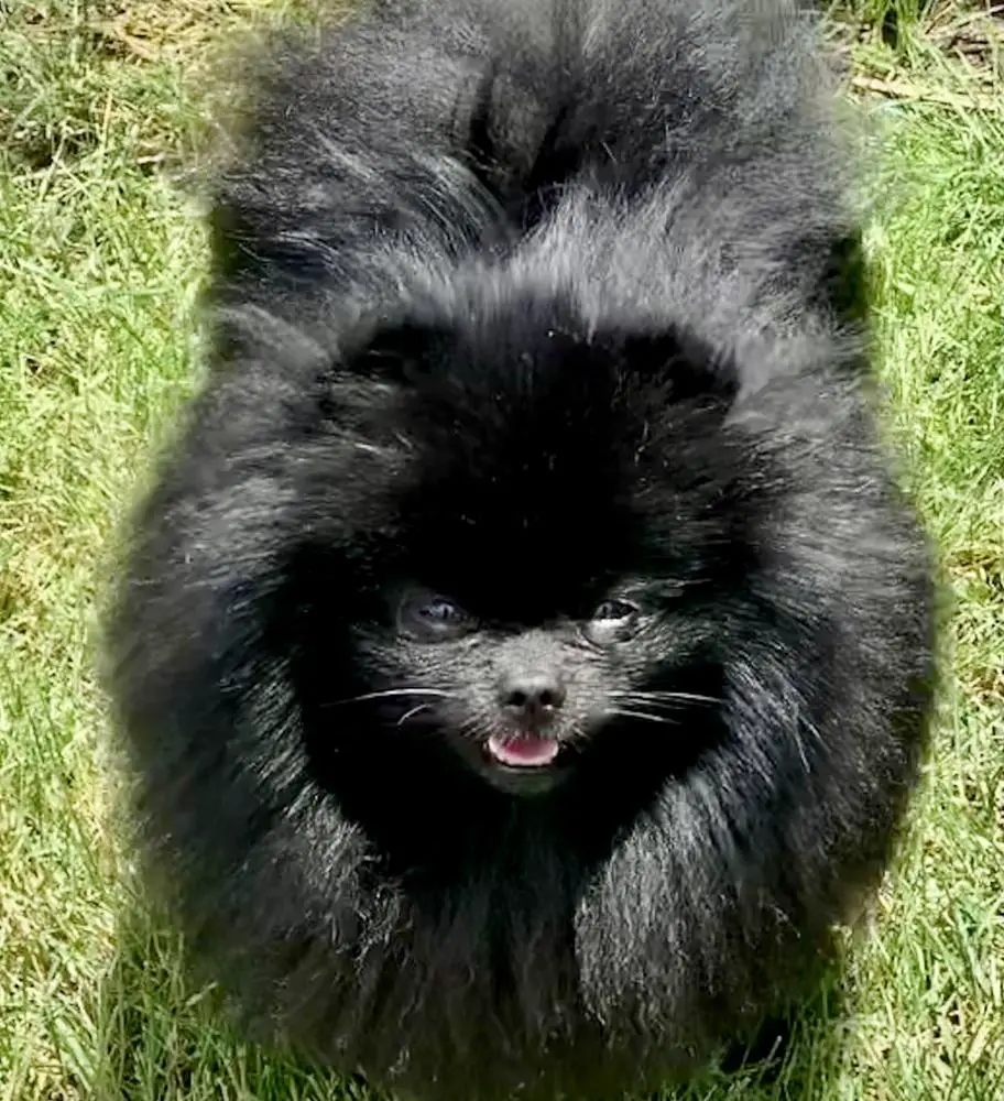 M-J's Lil Incredible Jack-Jack