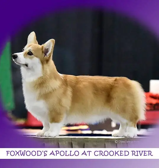 CH Foxwood's Apollo at Crooked River