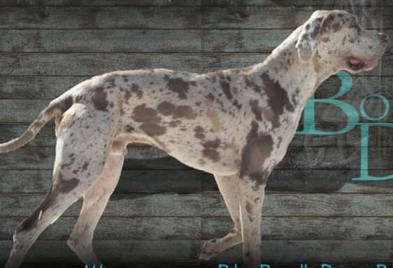 SAPPHIREDANES LEGENDARY CAERUS OF THE BOONDOCKS