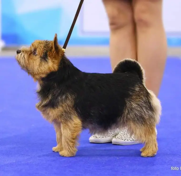 CH J RUS, CH RUS, RKF, KGZ, BLK, BUL, MAC, MONT, SRB, LAT Tsirk Priekhal Iz Plushevih Snov