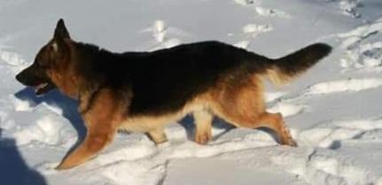 Sir Riddick of Wolfwillow