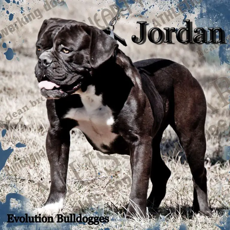 Evolution's Jordan