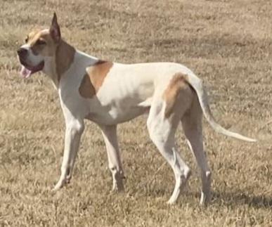 Sunflower's Apollo Von Chamona Snow
