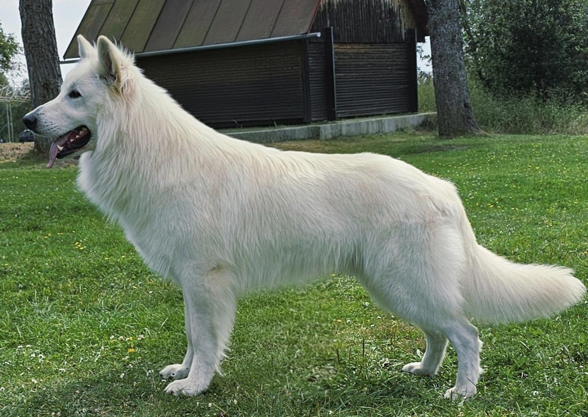 CAJC, CACIB-J VEGAS Grand Canyon