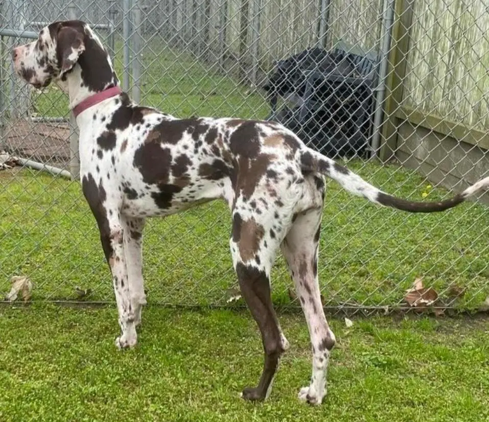 Starks Goddess Of Peace