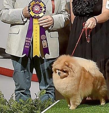 Vivat Maya Bloom iz Zolotogo Sunduchka