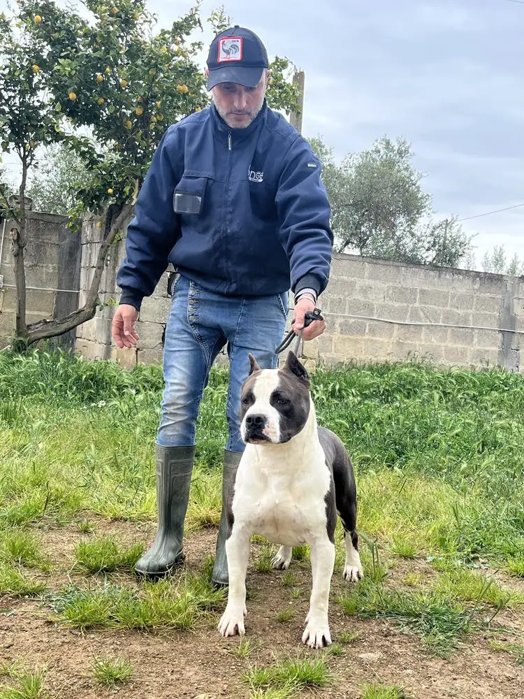 CH Luxstori Ast House Irina Gallo’s