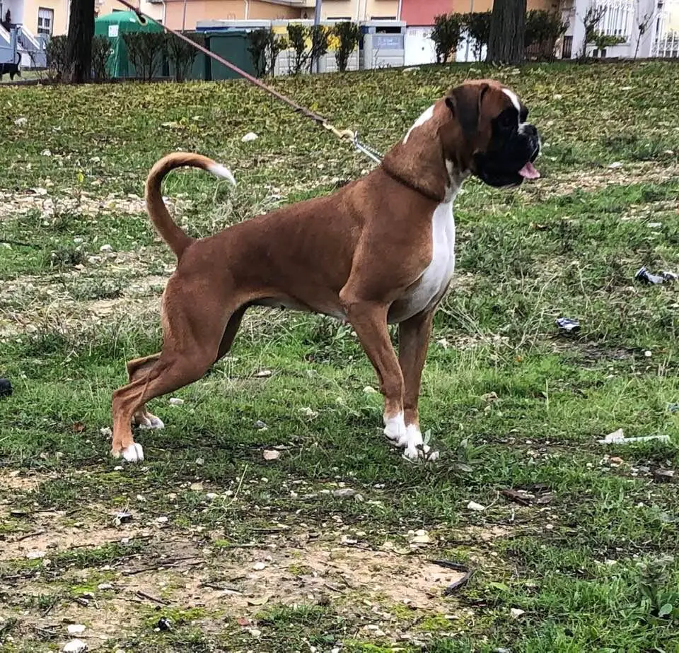 Jchnussa Trifail's Spirit