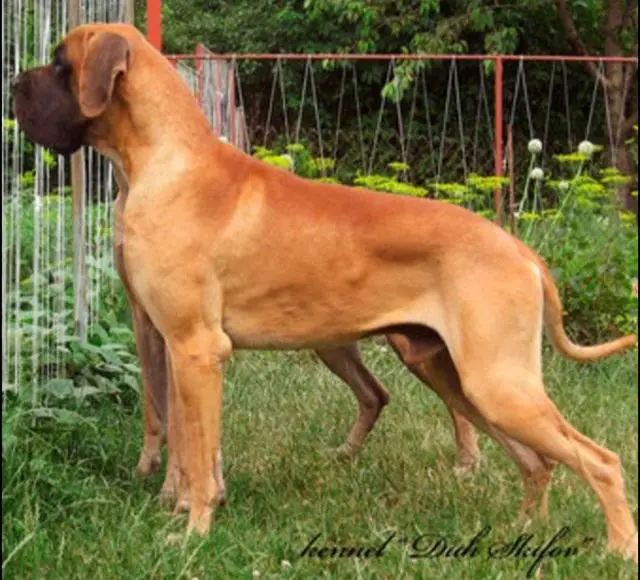 Jr Club CH, JrCH Russia Brabus-D Jag-Sza